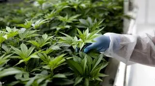 Jak marihuana wpływa na rozwój schizofrenii? Szczególnie narażeni są młodzi mężczyźni