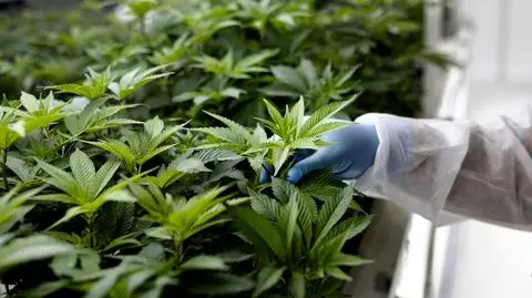 Jak marihuana wpływa na rozwój schizofrenii? Szczególnie narażeni są młodzi mężczyźni