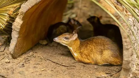 Myszojeleń przyszedł na świat w Warszawskim ZOO. Ma "niespełna 10 centymetrowy"