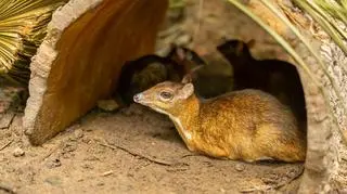 Kolejny myszojeleń przyszedł na świat w warszawskim zoo. Ma niespełna 10 centymetrów