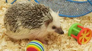 Jak urządzić terrarium dla jeża pigmejskiego? Porady dla hodowców