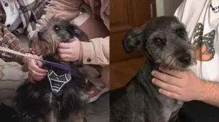 "Opcja adopcja". Dior ze schroniska znalazł rodzinę. Jak się czuje w nowym domu?