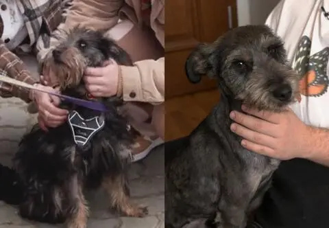 "Opcja adopcja". Dior ze schroniska znalazł rodzinę. Jak się czuje w nowym domu?