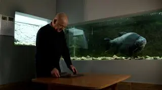 Obraża się i zdarzyło jej się odgryźć palec. Jak wygląda opieka nad piranią Kasią?