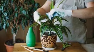 Dracena – najpopularniejsze gatunki i pielęgnacja w domu. Jak często podlewać roślinę?