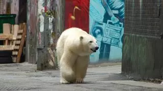 Niedźwiedź polarny wtargnął do miasteczka. Zaatakował matkę i dziecko