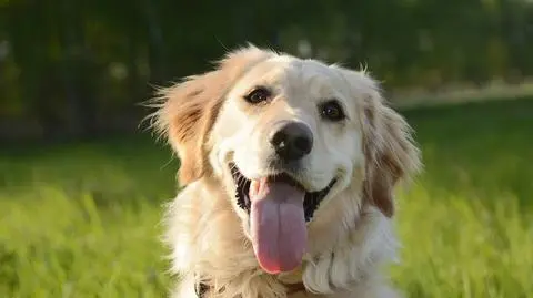 Golden retriever – wierny przyjaciel człowieka. Dowiedz się więcej o tej niezwykłej rasie, która od lat służy ludziom