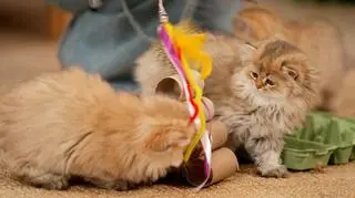 Tanie zabawki dla kota. Zaoszczędzisz nawet 200 złotych