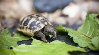 Żółw grecki – najważniejsze informacje dla hodowców