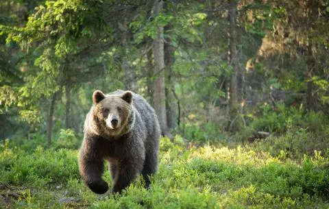 Bieszczady. Niedźwiedź zaatakował kobietę