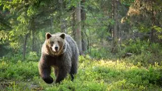 Niedźwiedź zaatakował w Bieszczadach
