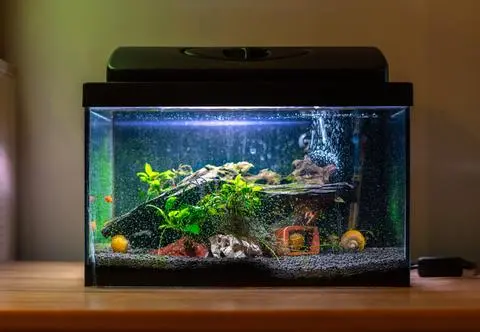 Rodzaje i zalety zewnętrznych filtrów akwariowych 