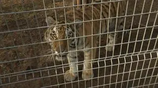 Małe lwiątka z Ukrainy znalazły schronienie 