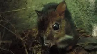 Wielkie małe szczęście w Warszawskim ZOO. Na świat przyszedł myszojeleń 
