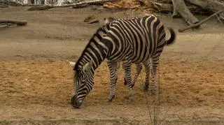 Narodziny we wrocławskim zoo. Jak wygląda sekretne życie zebr?
