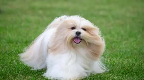 Pies lhasa apso - opis rasy, choroby, pielęgnacja