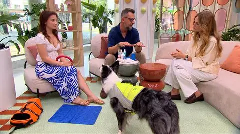 Pies na plaży - komfort i bezpieczeństwo
