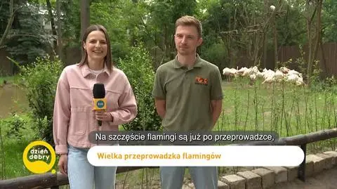 DD_20240524_Flamingi_REP_napisy