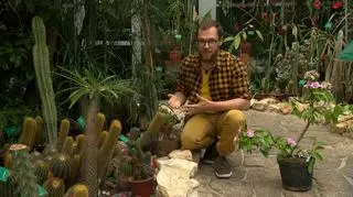 Dlaczego kaktusy mają ciernie? "W rzeczywistości to przekształcone liście"