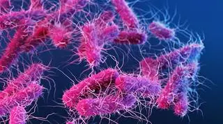 Rośnie liczba osób zakażonych tzw. mięsożerną bakterią. Kto musi szczególnie uważać?  