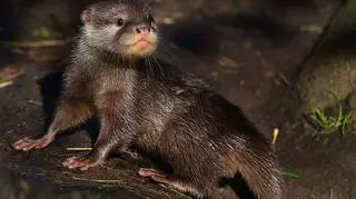 W łódzkim zoo urodziły się wydry orientalne. To gatunek zagrożony wyginięciem