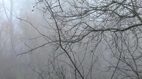 Pogoda na wtorek. IMGW ostrzega przed gęstymi mgłami w 7 województwach