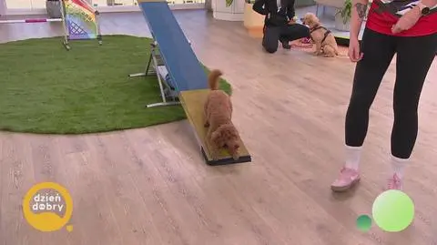 Polki z brązowym medalem mistrzostw świata agility