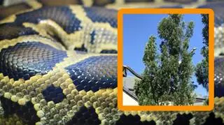 Nagrał 5-metrowego pytona na dachu domu. "Nie wiedziałem, że to możliwe"