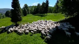 Te psy dbają o bezpieczeństwo owiec. "Miłość międzygatunkowa"