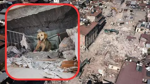 Bohaterski pies Orion ratował ludzi w Turcji