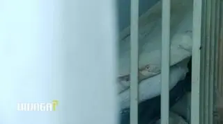 Rodzice 3-letniej Mai z zarzutem zabójstwa. "Zwłoki były w znacznym stopniu rozkładu"