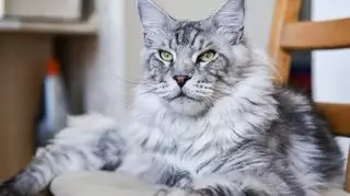 Rosjanie ukradli kota z Buczy. Chcieli go sprzedać na białoruskim bazarze 