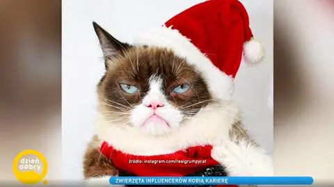 Grumpy Cat 