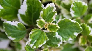 Komarzyca (PLECTRANTHUS GLABRATUS)