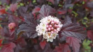 Pęcherznica kalinolistna – ciekawe odmiany i prosta uprawa. Co należy wiedzieć o tej roślinie?