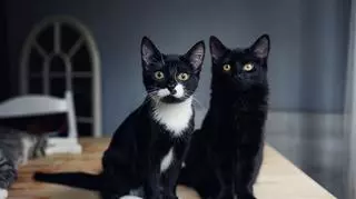 Dwa czarne kotki