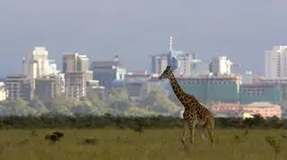 Nairobi – co warto zobaczyć w stolicy Kenii?