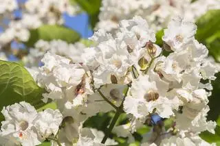 Surmia bignoniowa