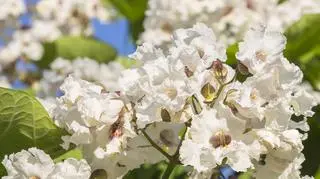 Surmia bignoniowa - jakie są odmiany? Charakterystyka