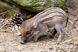 Warchlak pogryzł kobietę