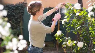 Poznaj miseczniki – groźne szkodniki roślin ogrodowych i doniczkowych. Dowiedz się, jak je skutecznie zwalczać.