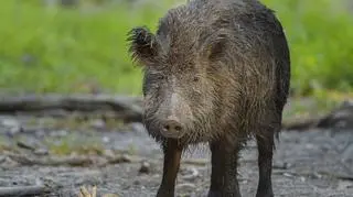 Dzik na tle zielonej trawy.