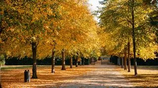 Pogoda na dzisiaj. Jaka będzie aura na wybory? Czy będzie padać?