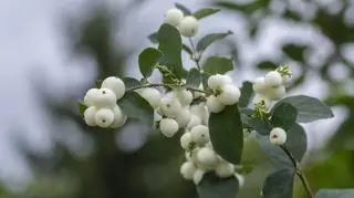 Śnieguliczka