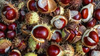 Co zrobić z nadmiarem kasztanów?