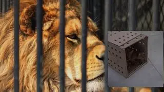 Zwierzęta z Ukrainy znalazły schronienie w poznańskim ogrodzie zoologicznym. Wzruszające nagranie podbija sieć