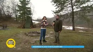 Niedźwiedź w lesie to nie pluszowy miś