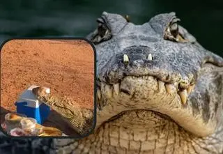 Krokodyle przerwały lunch grupie przyjaciół. Zobacz, jak to się skończyło