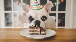 Tort dla psa – cztery najlepsze przepisy na urodziny pupila