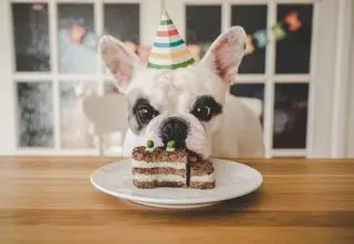 Tort dla psa – cztery najlepsze przepisy na urodziny pupila